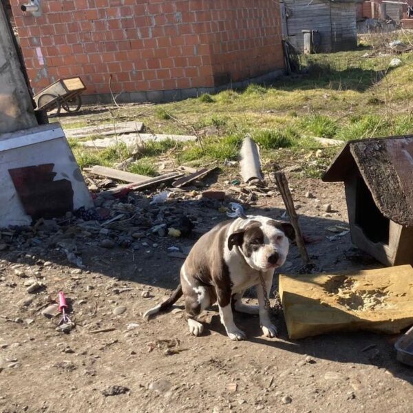 kastracija pasa u romskim naseljima
