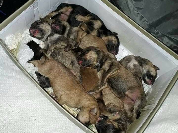 neželjeni štenci - rezultat nepropisivanja trajne sterilizacije