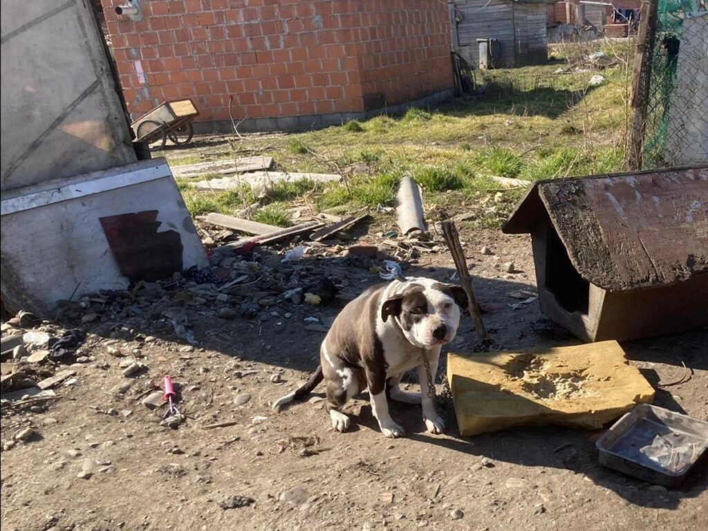 kastracija pasa u romskim naseljima